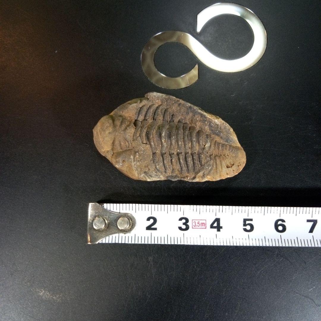 三葉虫　化石　fossil　ボリビア　trilobite　三葉虫綱　三葉虫管理⑦