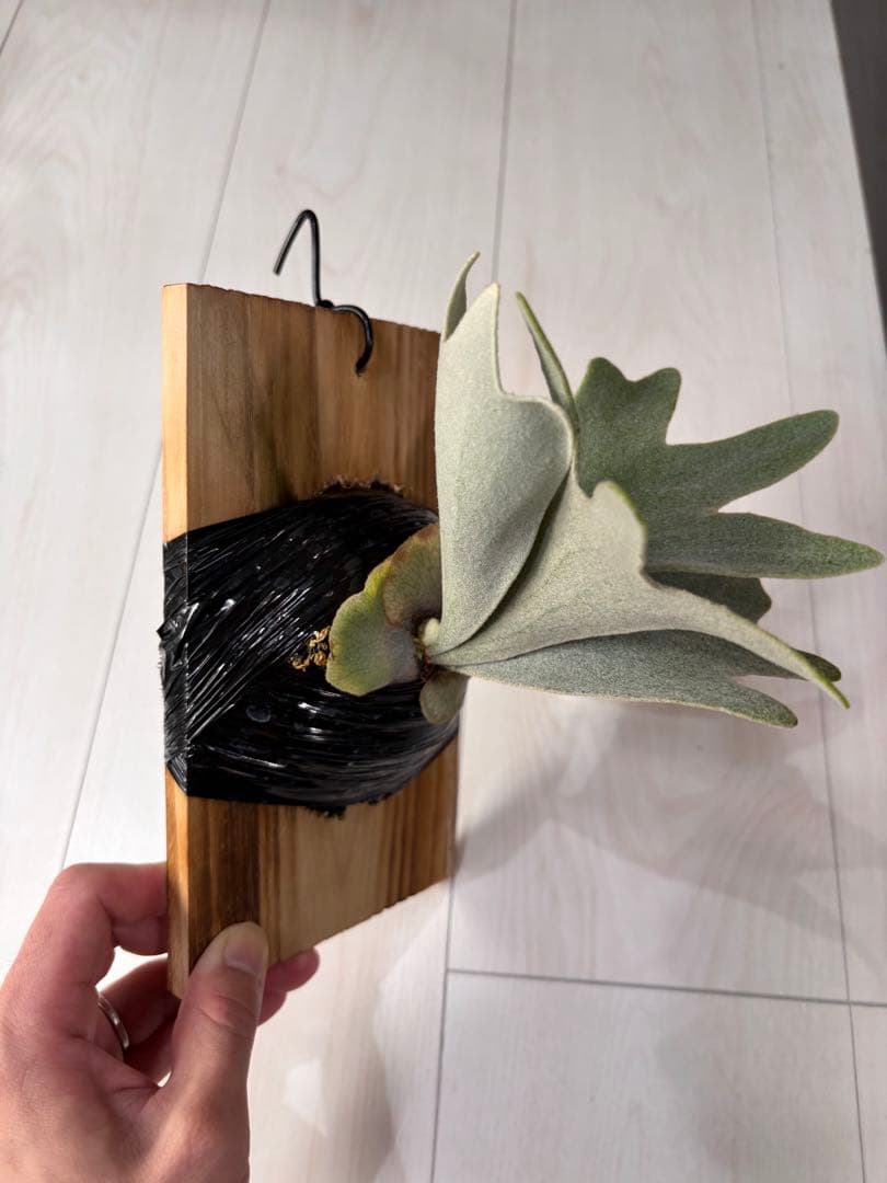 ビカクシダ P.Bambi