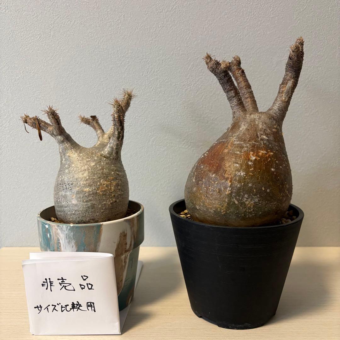 パキポディウム・グラキリス⑦ 発根済み　現地球