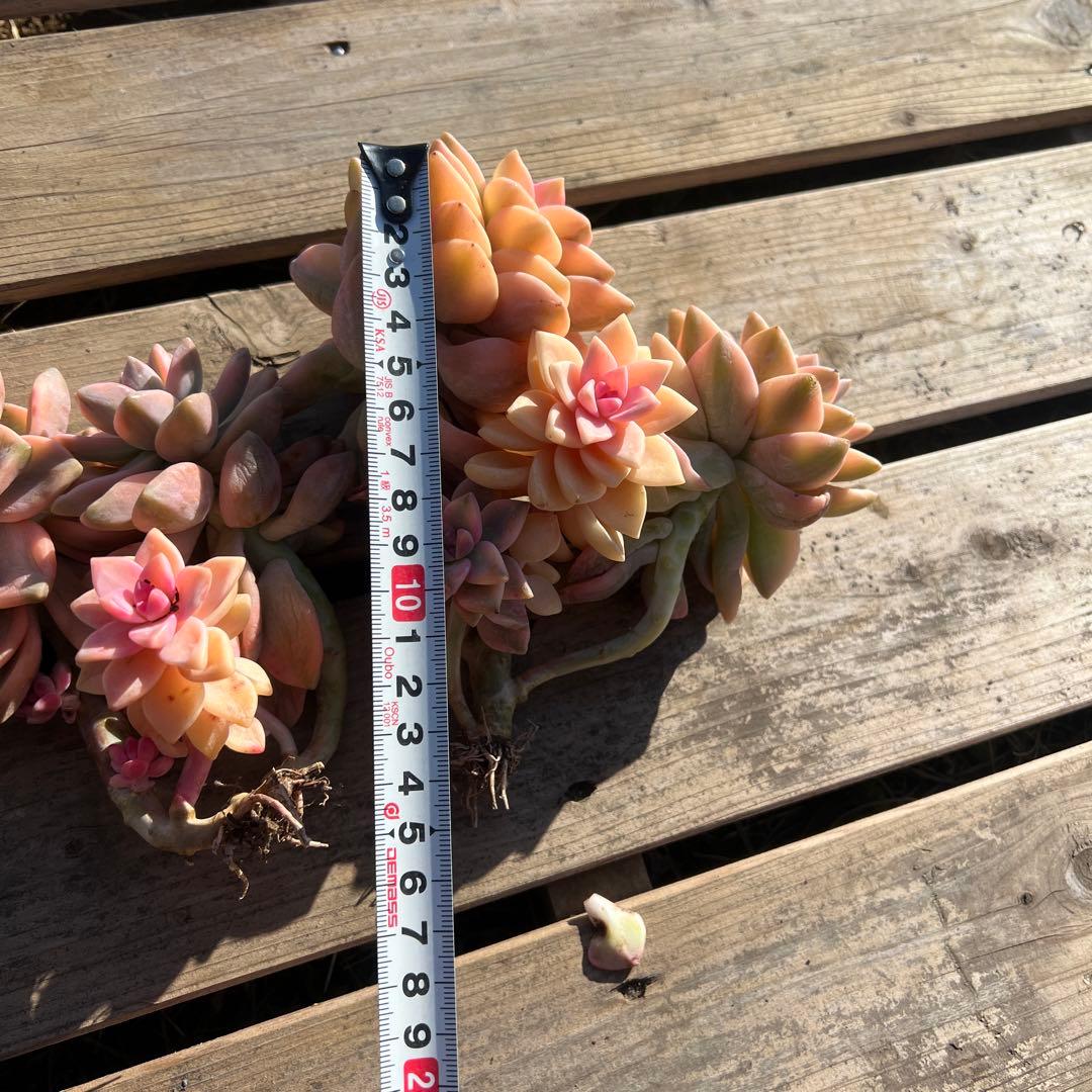 多肉植物　淡雪錦.抜き苗4株..法師錦1株