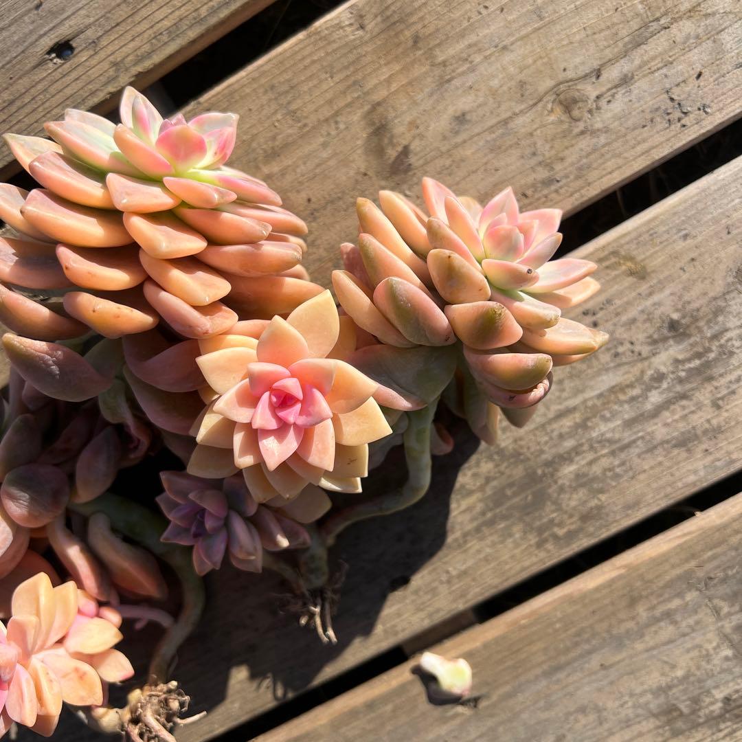 多肉植物　淡雪錦.抜き苗4株..法師錦1株