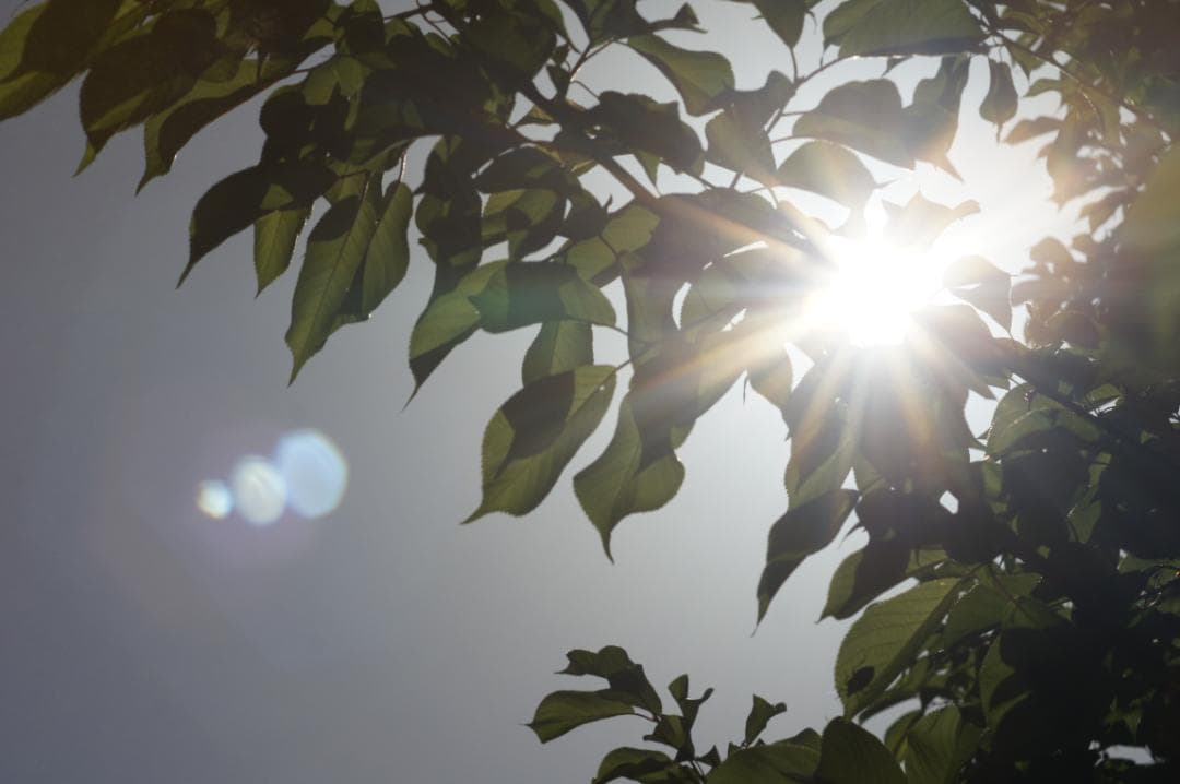 極美フレア_作例有✨ PENTAX スーパータクマー 55mm f1.8 前期型
