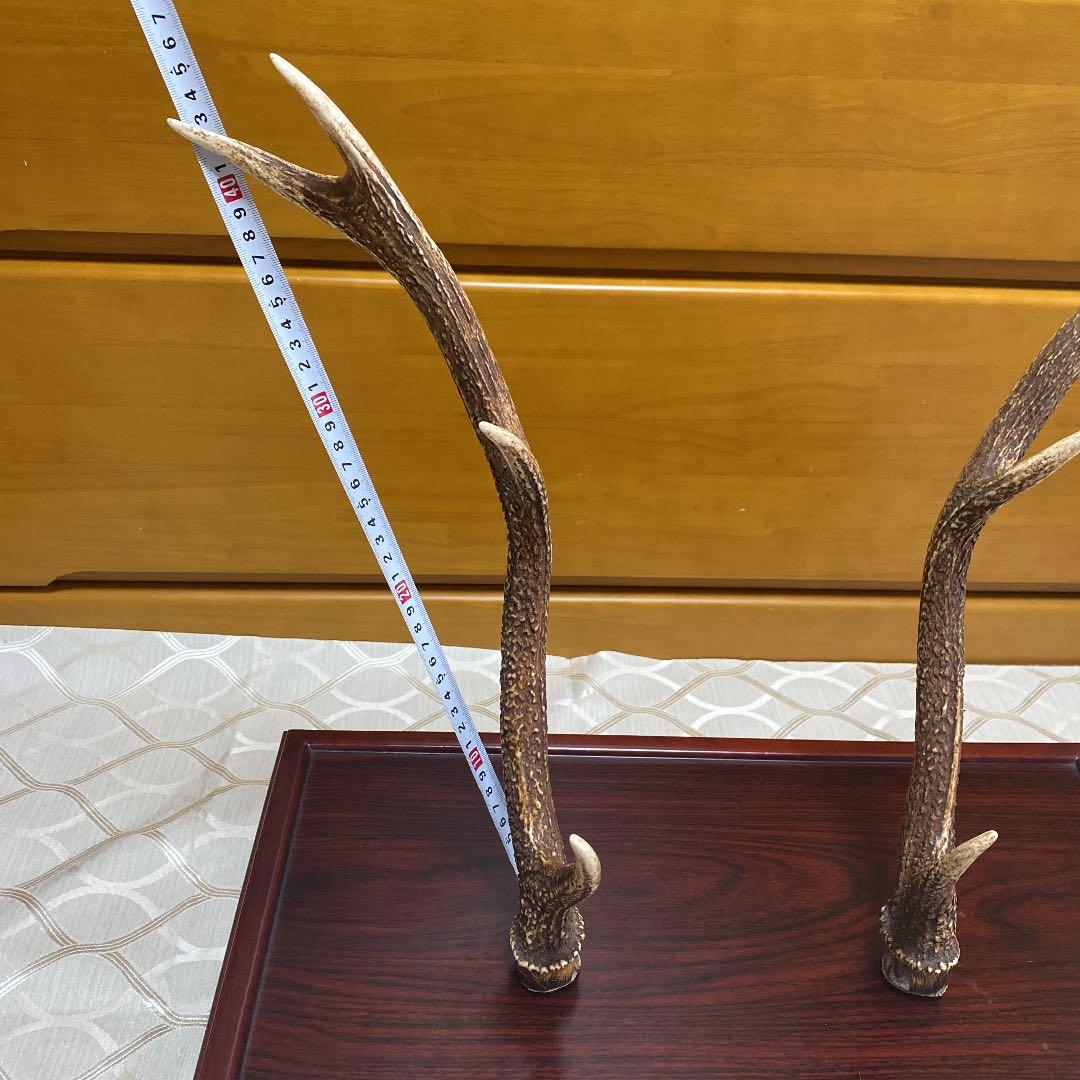 鹿の角　けやき台付き