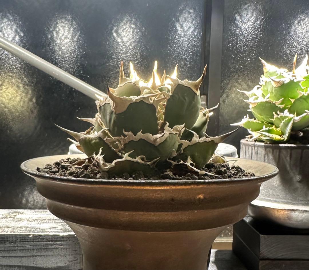 ◆アガベ！シエラミクスティカ！◆