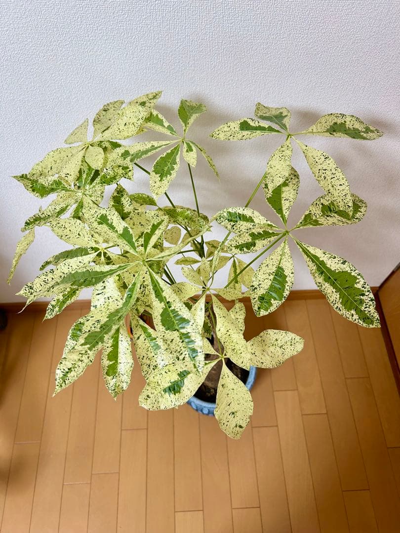 ❇ パキラ　ミルキーウェイ（美形）