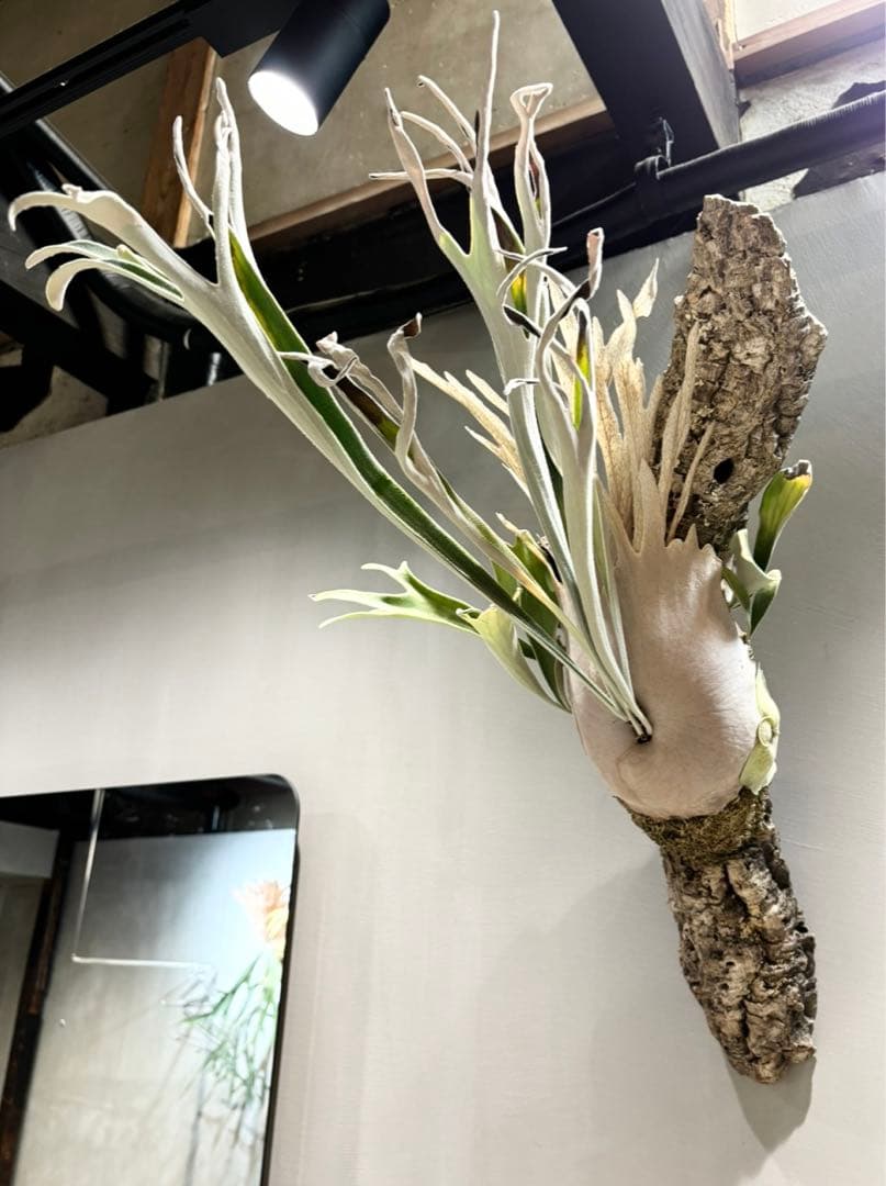 ビカクシダ ベイチー P.veitchii wild Australia③