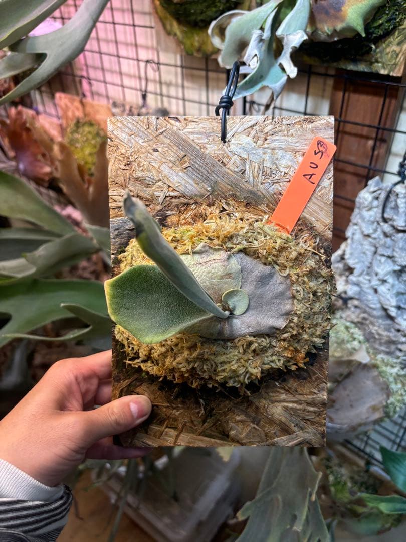 ビカクシダ ベイチー P.veitchii wild Australia③