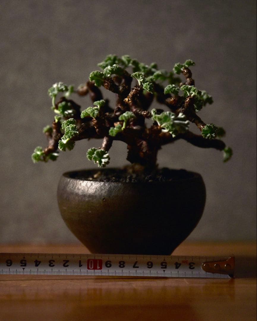 発根済 ペラルゴニウム ミラビレ 冬型塊根植物