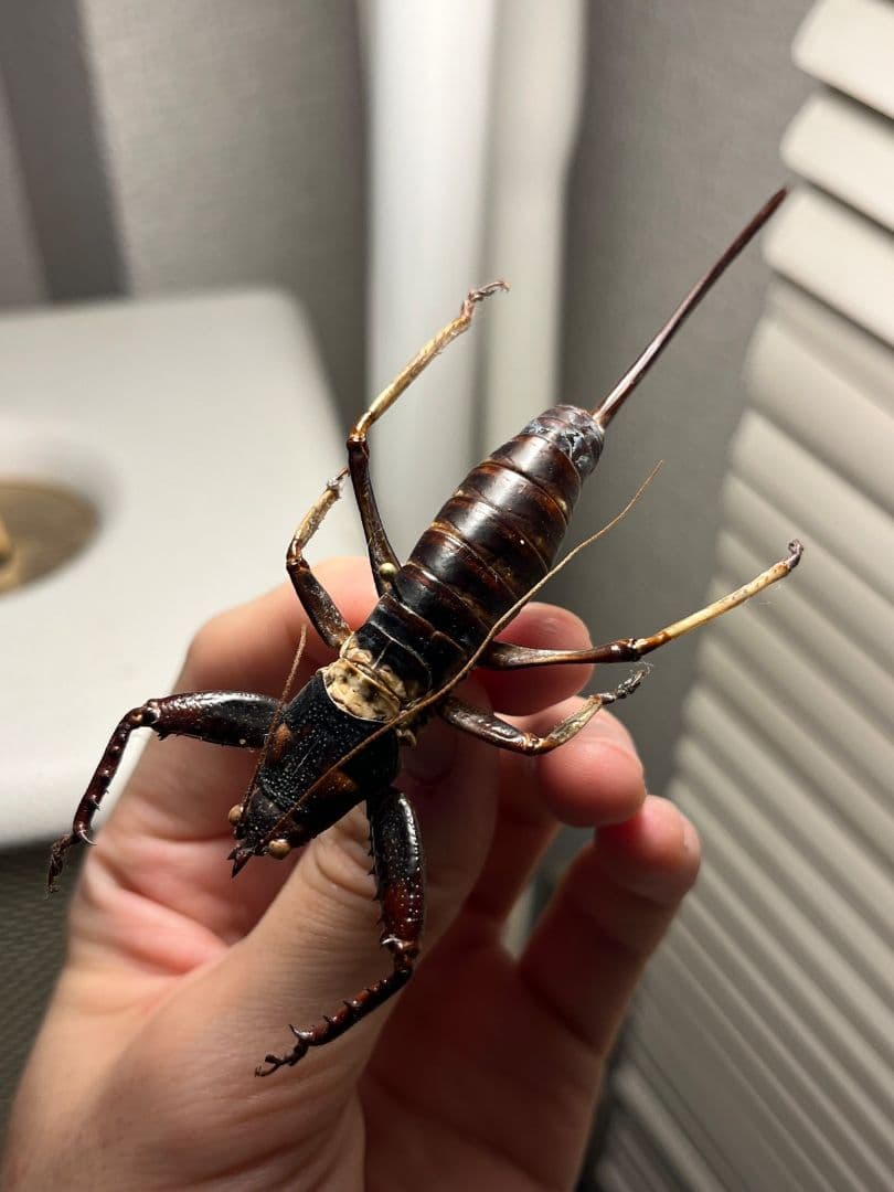 【特大♀】マッチョキリギリス コロギス リオック ロブスター　標本