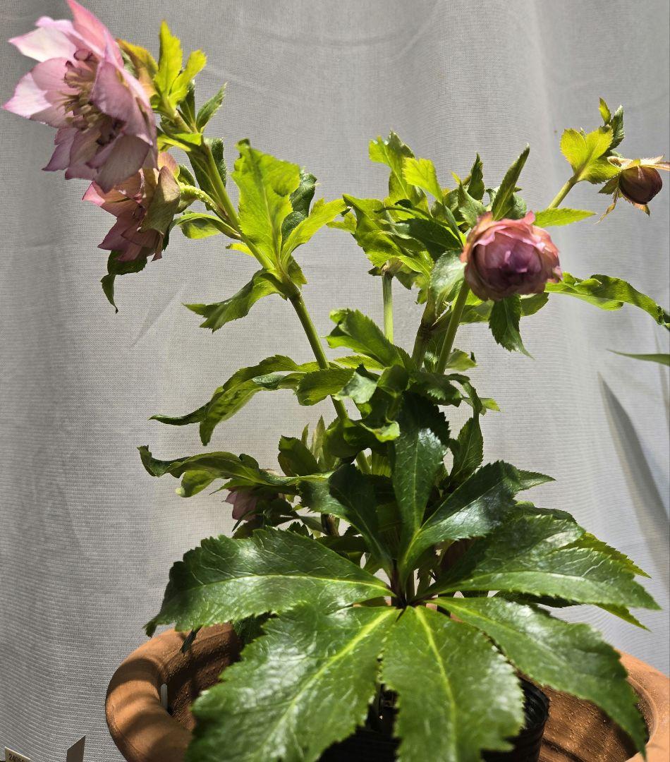 未株分　クリスマスローズ　ラージネクタリー　シャルウィダンス　若泉ファーム