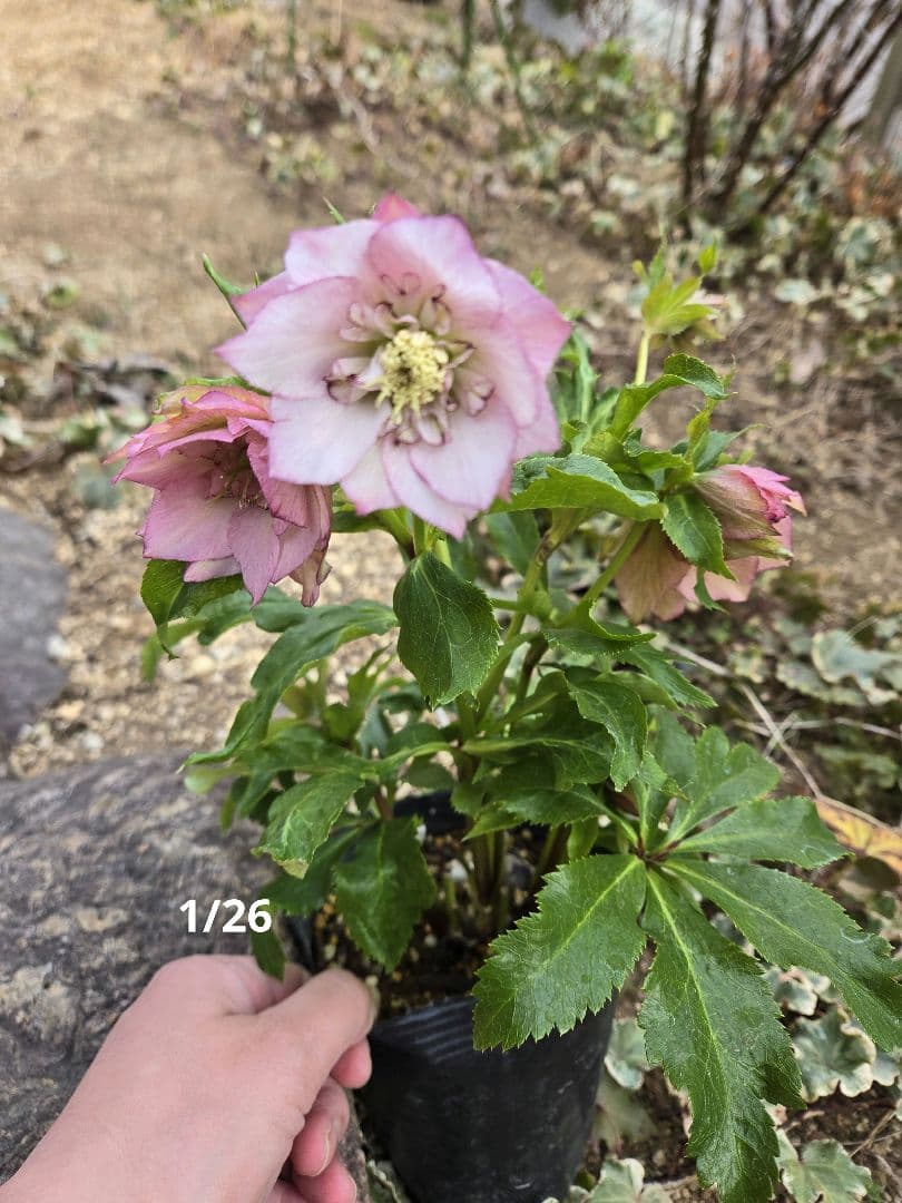 未株分　クリスマスローズ　ラージネクタリー　シャルウィダンス　若泉ファーム