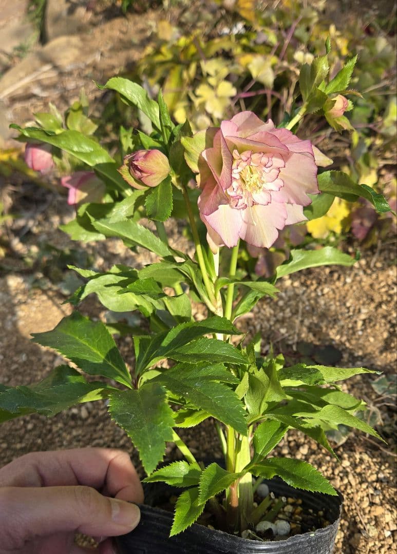 未株分　クリスマスローズ　ラージネクタリー　シャルウィダンス　若泉ファーム