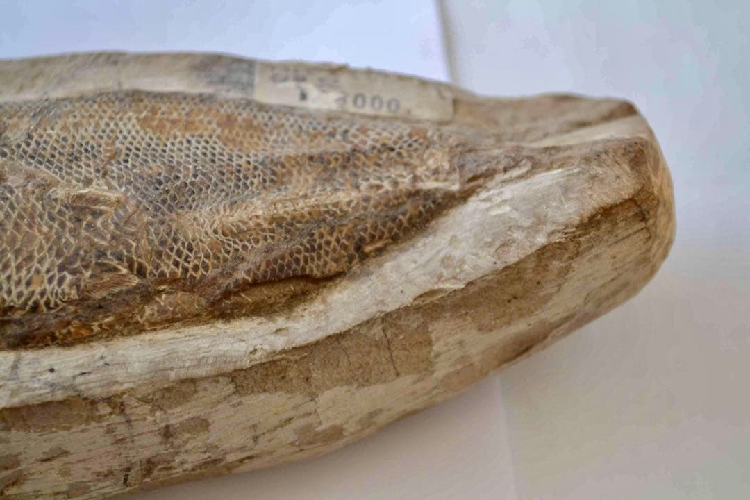 鱗ビッシリ、立体的一億数千万年前のブラジル産絶滅古代魚・ラコレピスの化石