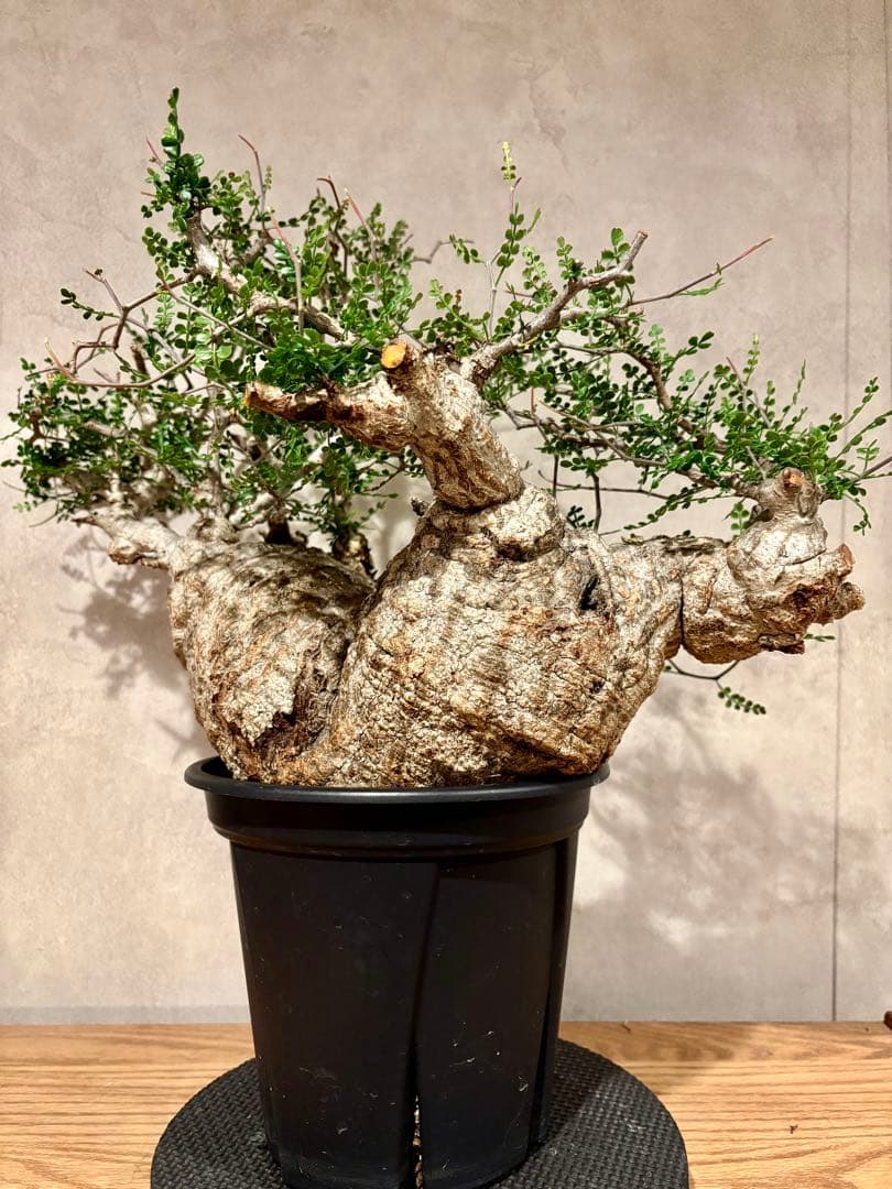 【希少樹形】パキプス／左右均等丸型・発根済み　みやび鉢