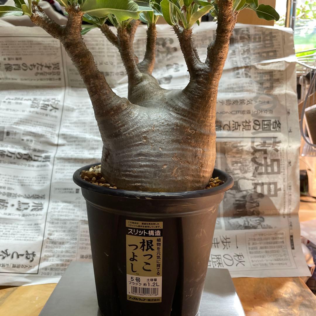 大株　パキポディウムグラキリス　現地球　発根済　鉢のまま発送　まとめ買いでおまけ