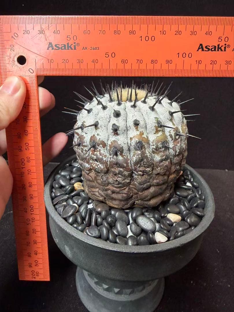 限定発売 コピアポア　黒王丸　Copiapoa cinerea手作り樹脂粘土ク
