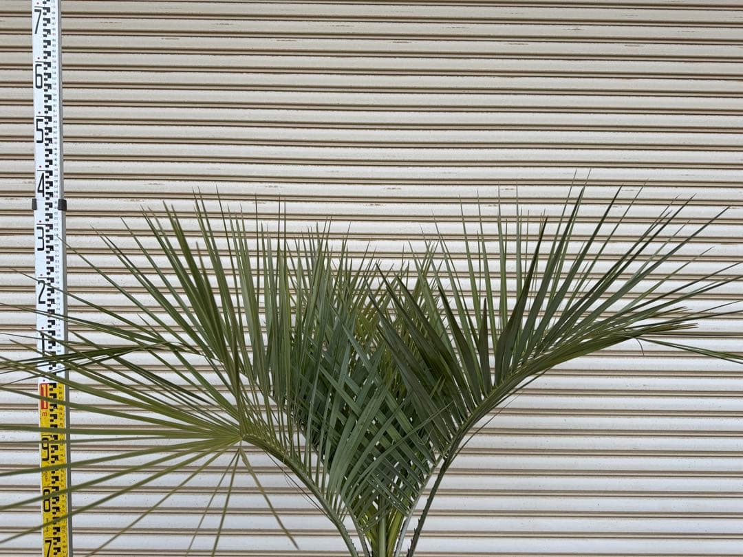 送料込み　ココスヤシ　シルバーリーフ　幹太　鉢植え　庭木　シンボルツリー