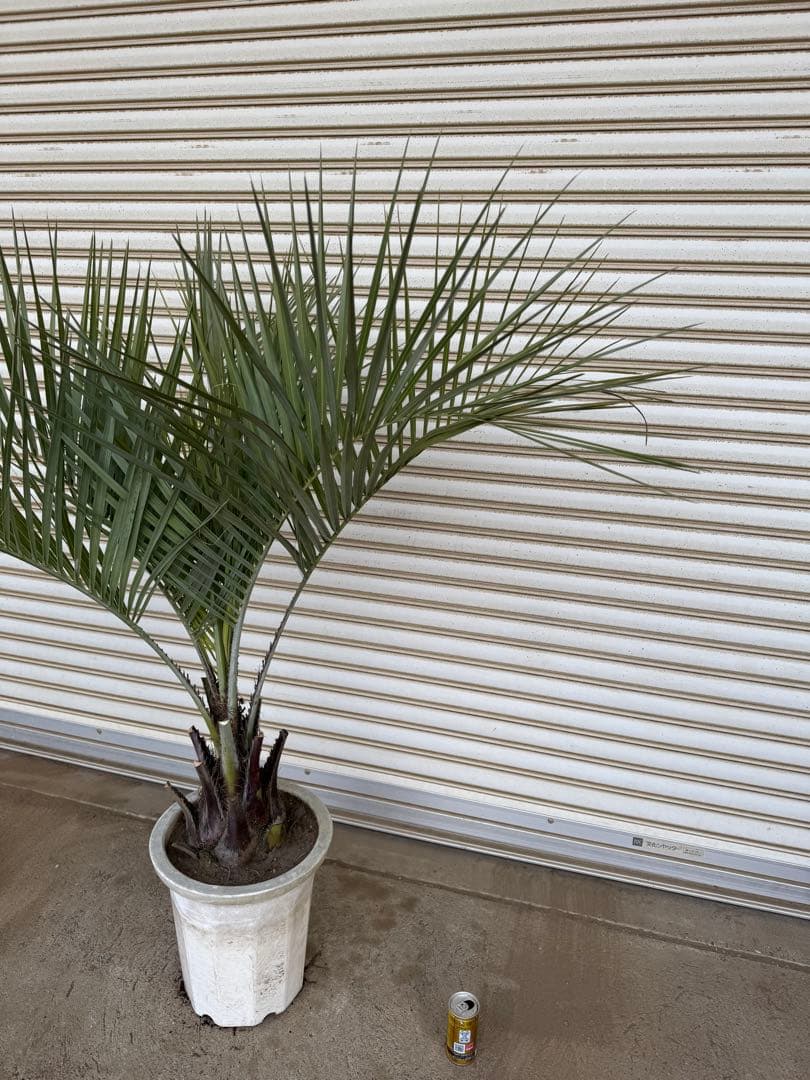 送料込み　ココスヤシ　シルバーリーフ　幹太　鉢植え　庭木　シンボルツリー