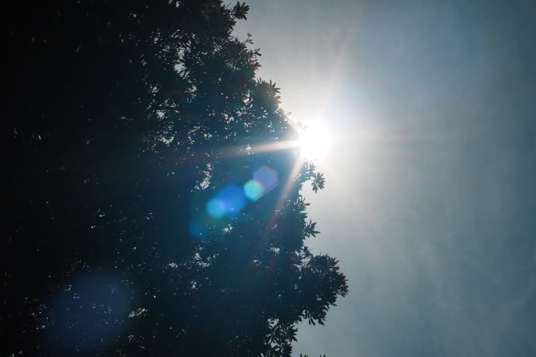 整&テ済 Carl Zeiss Planar 50mm F1.4 MMJ 817