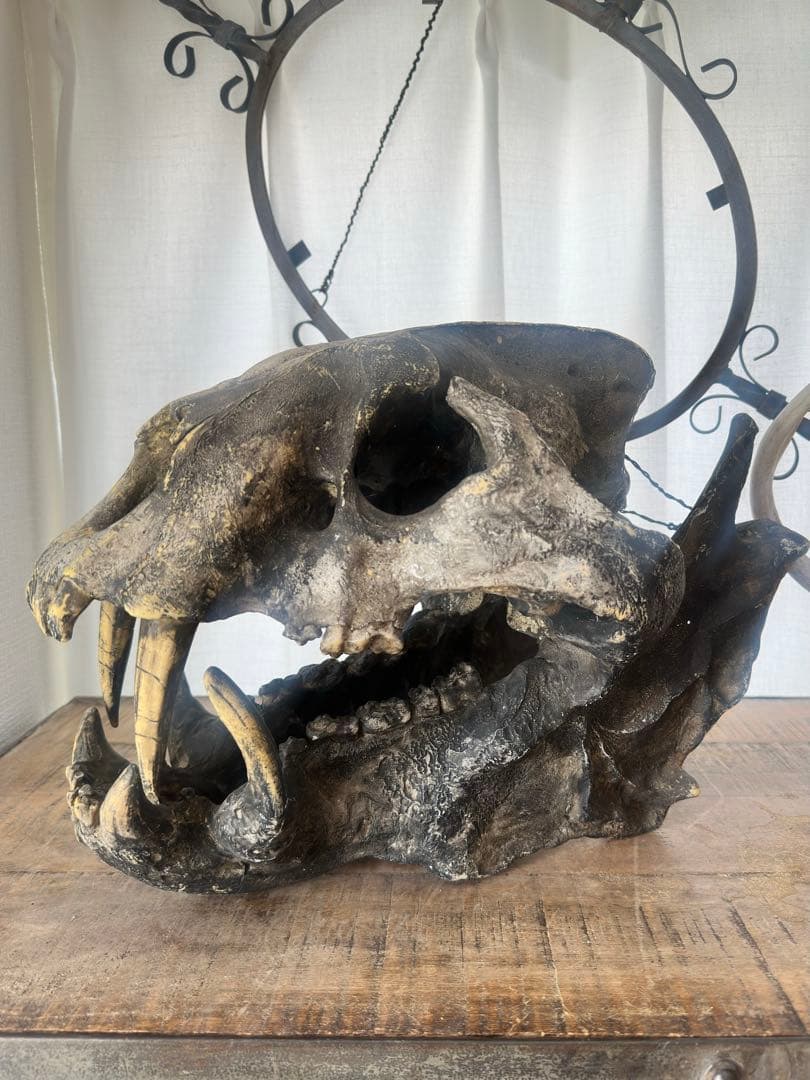 【piro様】ジュラシックパーク 美術品 頭骨,恐竜~サーベルタイガー？オブジェ