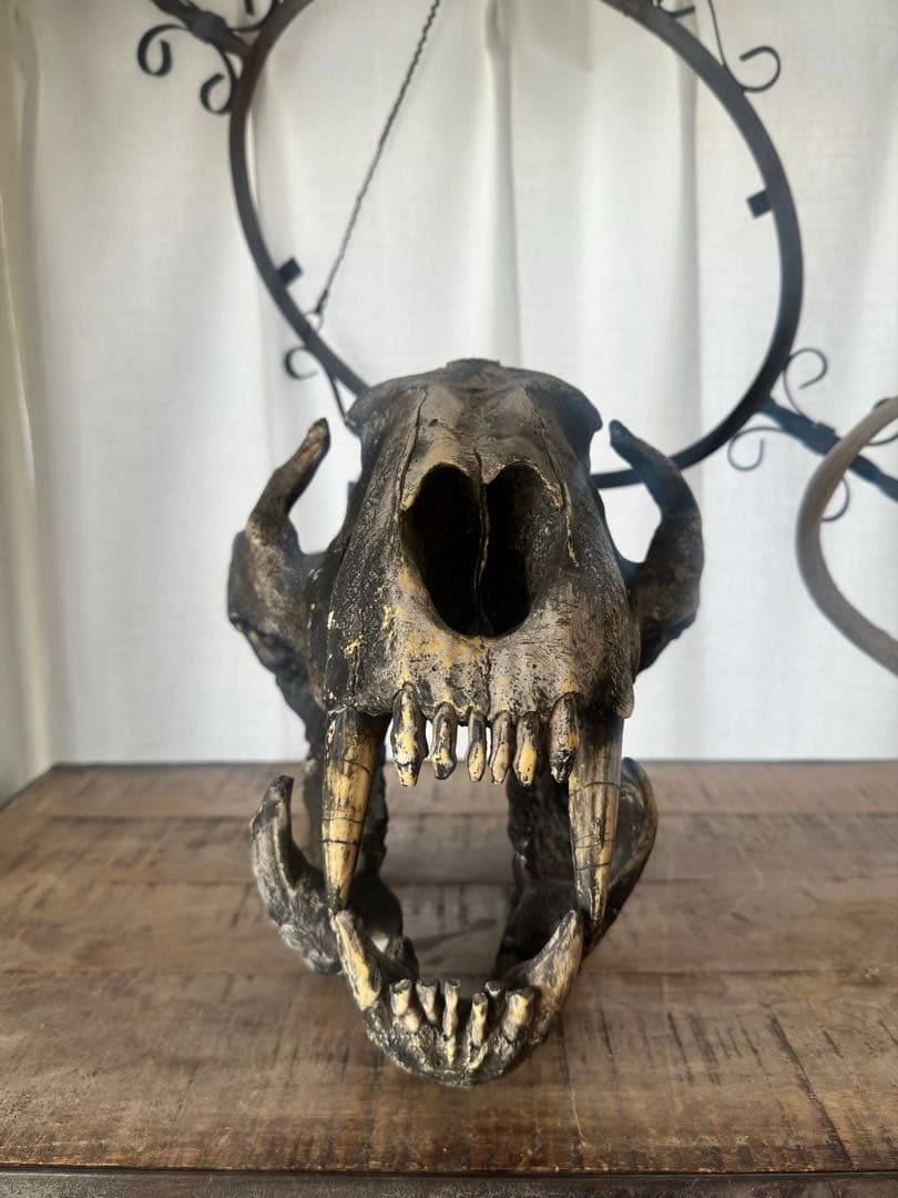 【piro様】ジュラシックパーク 美術品 頭骨,恐竜~サーベルタイガー？オブジェ