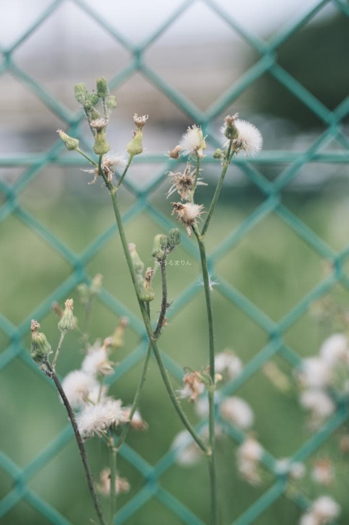 そこつや様貴重な黒モデル！Leica Elmar 90mm F4 Black