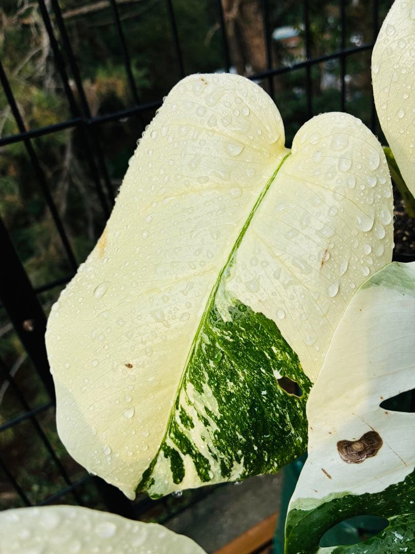 【5本セット発根活着済 斑入りモンステラ 】ボルシギアナ ホワイトタイガ