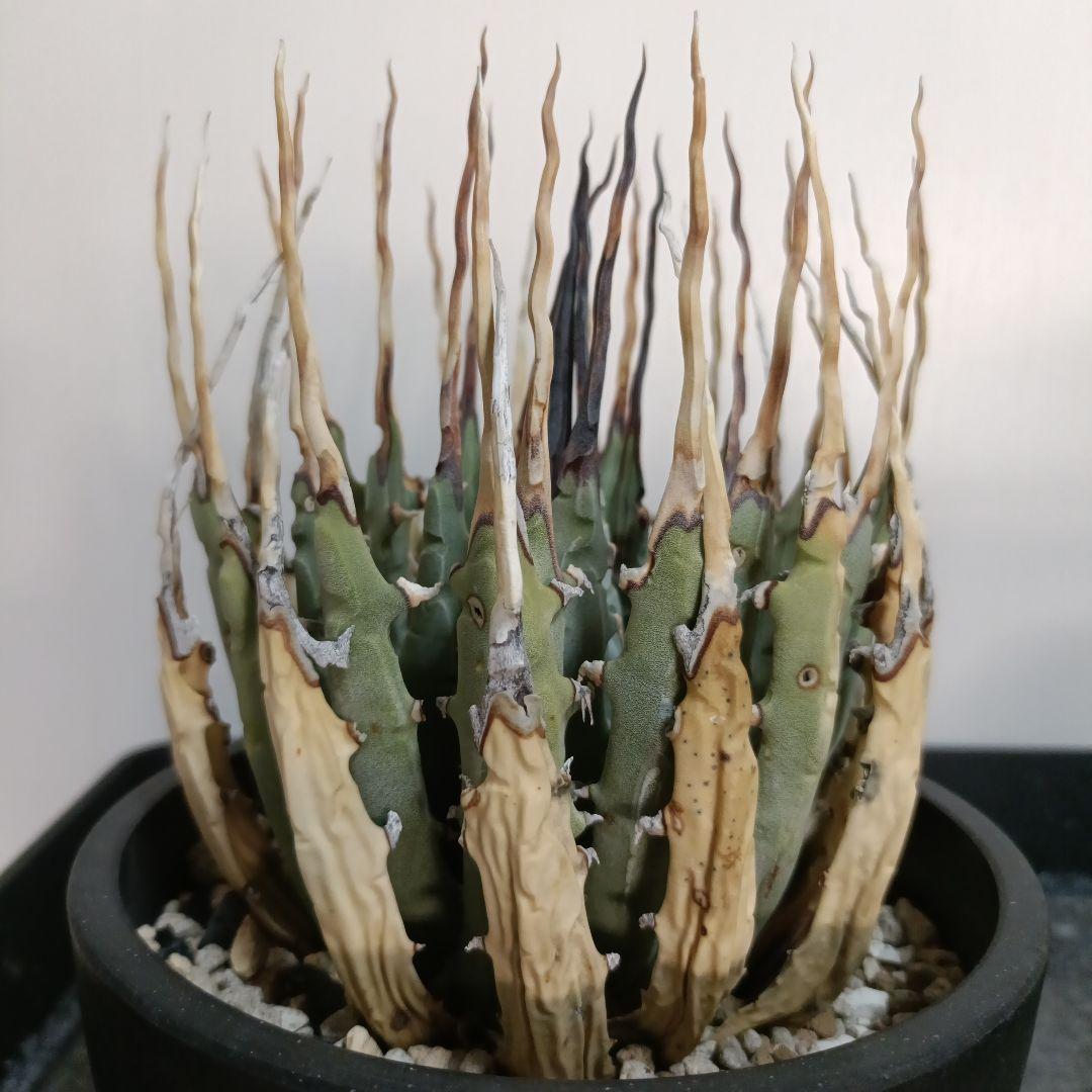 アガベ　ユタエンシス　エボリスピナ　現地球　陽炎　長棘タイプ