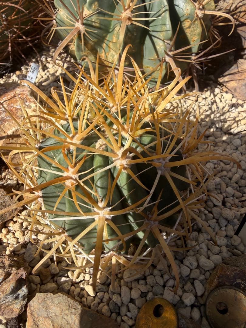 フェロカクタス金冠竜◇黄刺ドライガーデン多肉サボテン　アガベ ハオルチア　アロエ