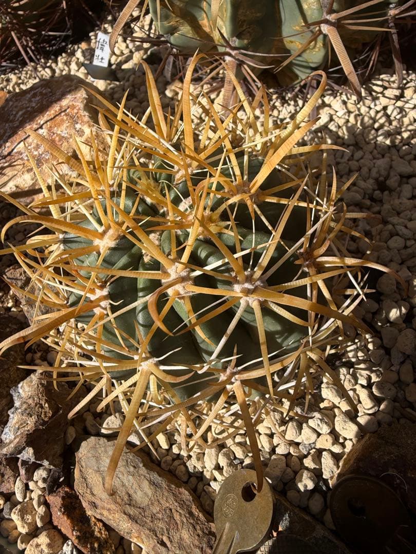 フェロカクタス金冠竜◇黄刺ドライガーデン多肉サボテン　アガベ ハオルチア　アロエ