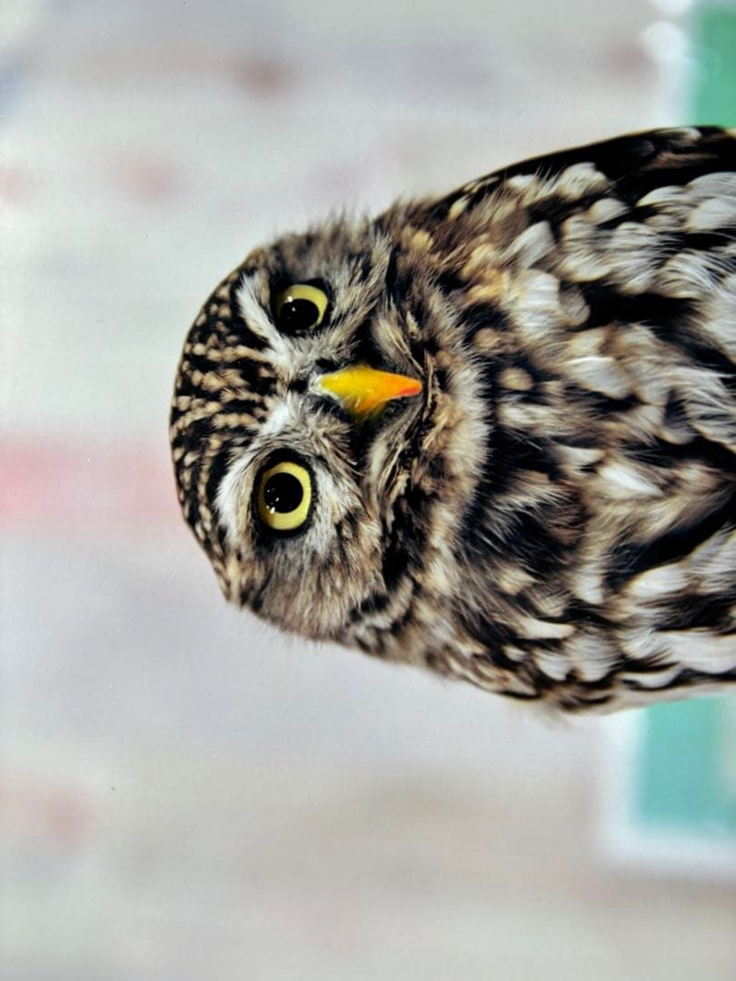 ◾️タムロンsp AF70-200F2.8DI LD(IF)❗️