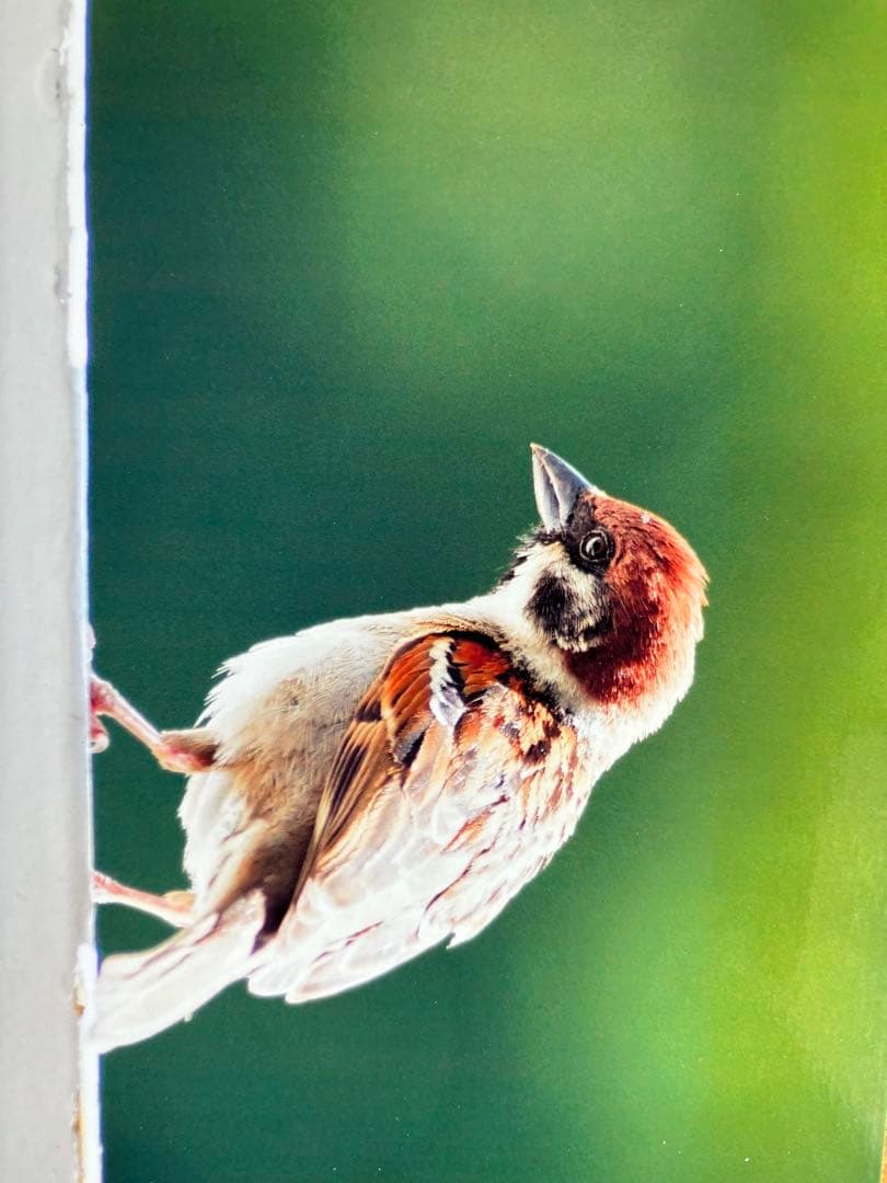 ◾️タムロンsp AF70-200F2.8DI LD(IF)❗️