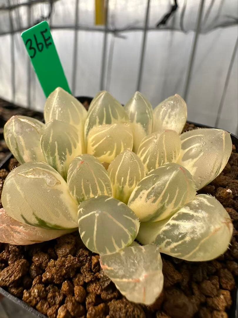 36E 多肉植物 ハオルチア 白蓮オブツーサ錦糊斑