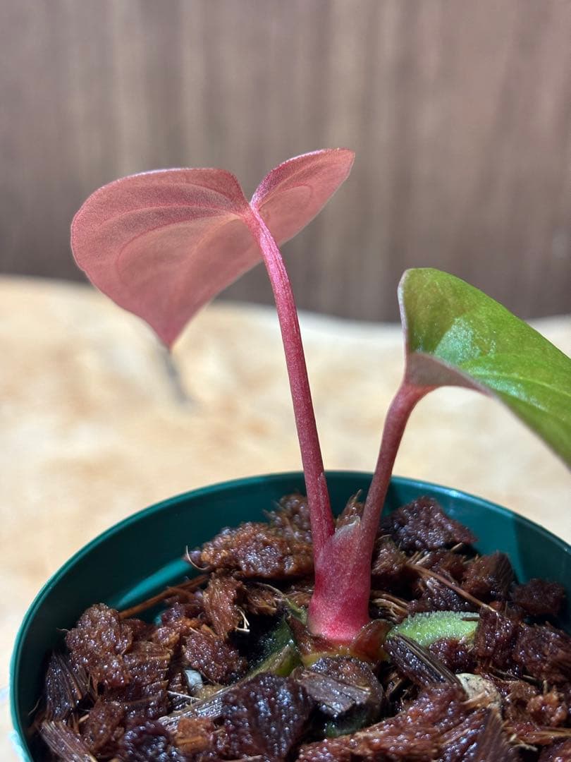 その他観葉植物 Anthurium papillilaminum