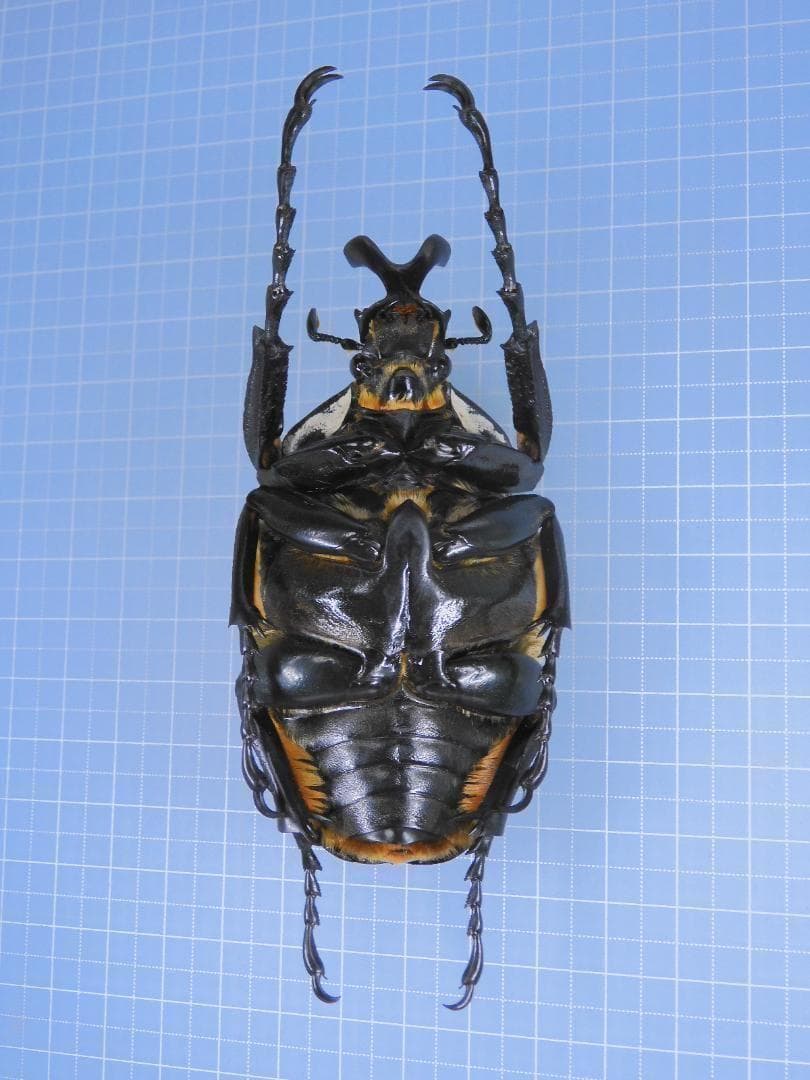 標本 Congo Goliathus orientalis 88mm black