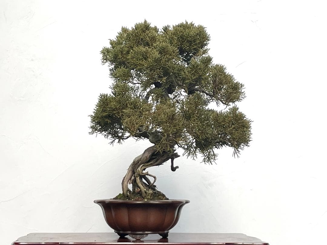 三河盆栽　シンパク　盆栽