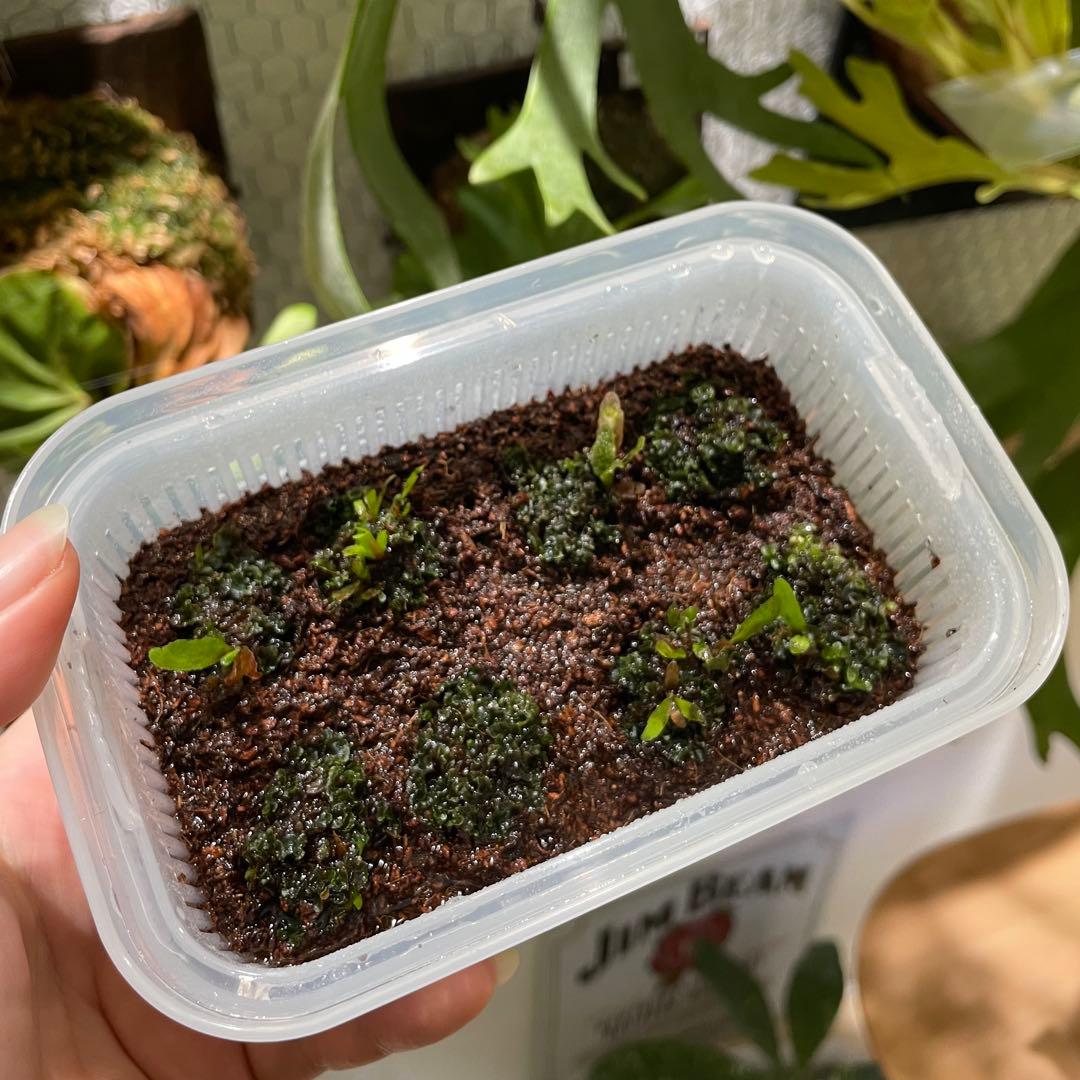 P.willinckii 'OMG' 前葉体・胞子体