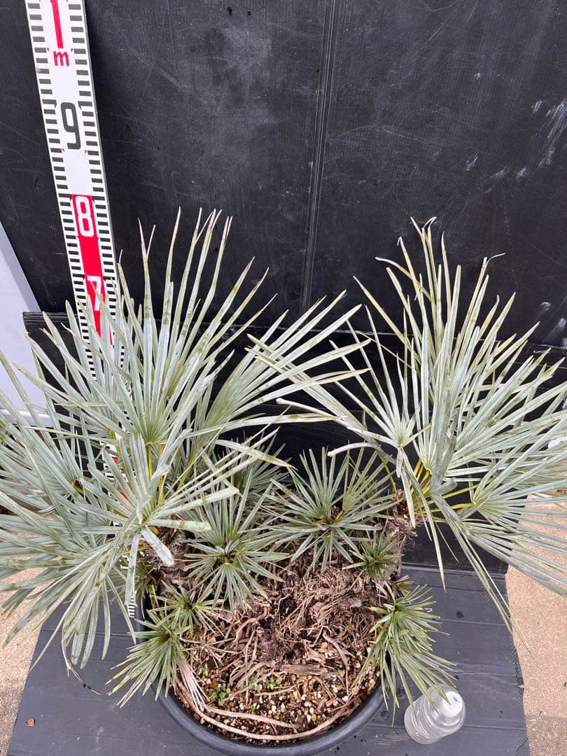 チャメロプスセリフェラ　白銀葉　大分頭株　観葉植物 特大　扇状葉 黒鉢