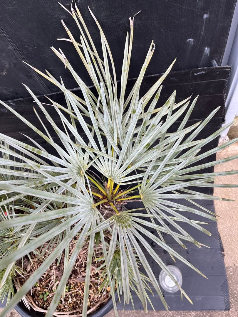 チャメロプスセリフェラ　白銀葉　大分頭株　観葉植物 特大　扇状葉 黒鉢