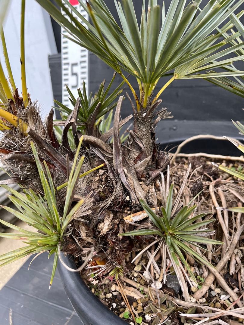 チャメロプスセリフェラ　白銀葉　大分頭株　観葉植物 特大　扇状葉 黒鉢