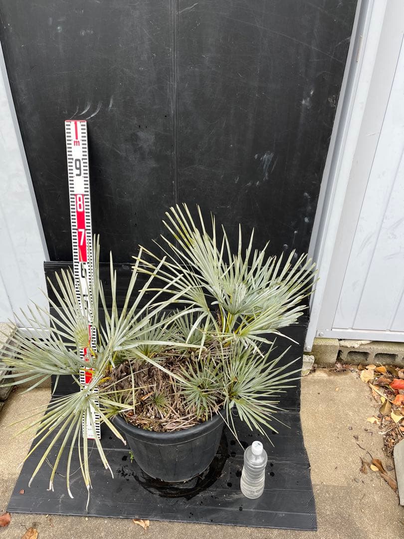 チャメロプスセリフェラ　白銀葉　大分頭株　観葉植物 特大　扇状葉 黒鉢