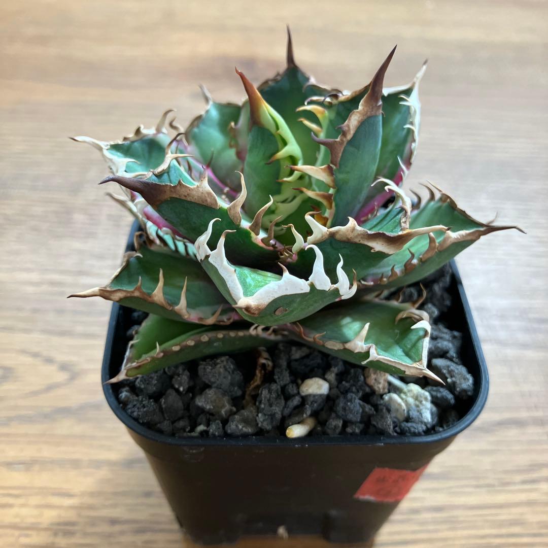 匿名配送【鉢ごと発送】活着　特大　アガべ　チタノタ　赤猫錦　覆輪斑　TC