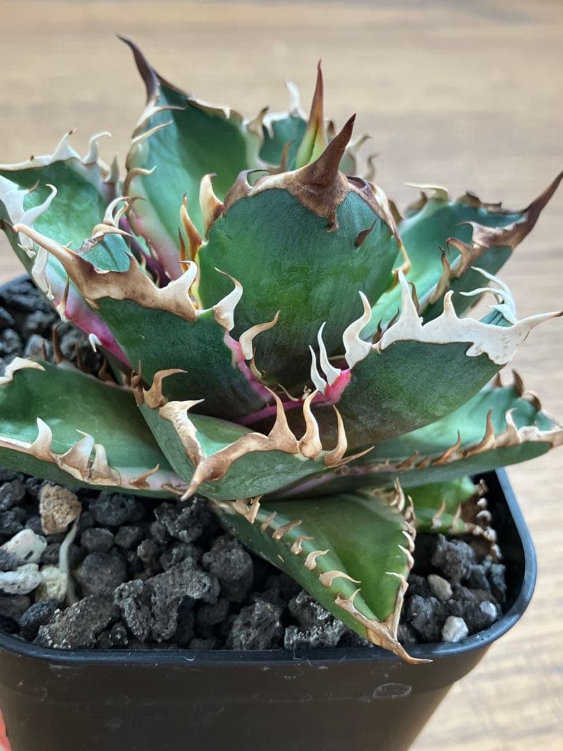 匿名配送【鉢ごと発送】活着　特大　アガべ　チタノタ　赤猫錦　覆輪斑　TC