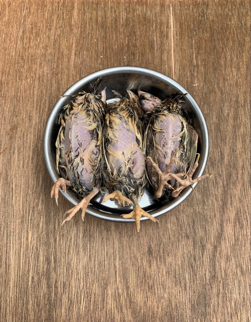 冷凍ウズラ5kg×4段【送料込】