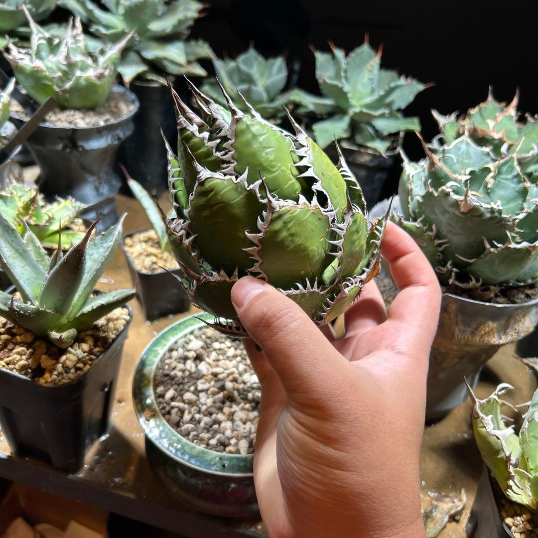 アガベ　ホリダ　陽炎　大株　ボールタイプ　ドワーフ　特選S級選抜　発根管理中