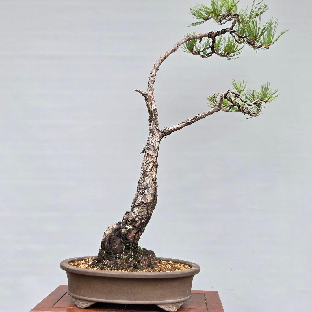 赤松　[文人風斜幹木]　大品盆栽