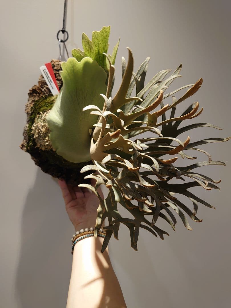 P.willinckii 'OMG' ビカクシダ OC