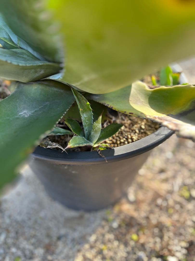 アガベ　サルミアナ　フェロックス　ローガンカルホーン　ＸＸＬサイズ