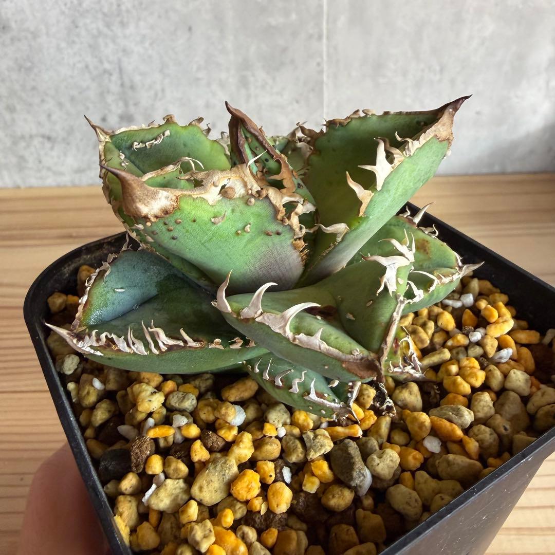 アガベ　チタノタ　冰雹