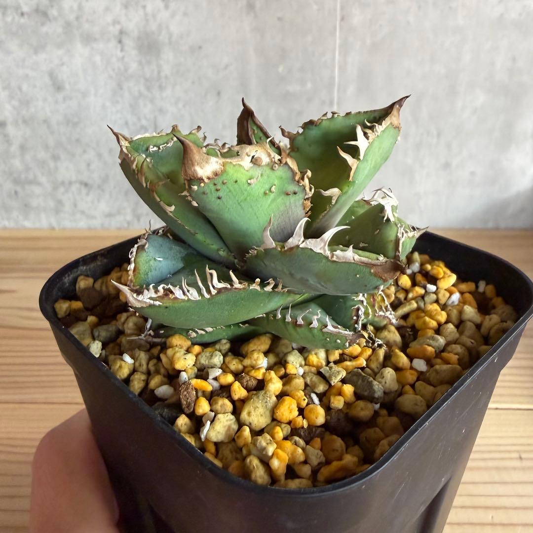 アガベ　チタノタ　冰雹